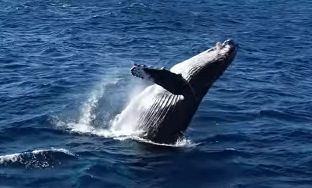 水面から頭を見せるザトウクジラ＝２０２２年１２月、ドローンから撮影（写真はいずれも三宅島クジラ鼻水プロジェクト提供）