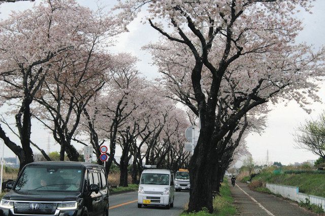 満開の花を咲かせた海軍道路の桜並木＝横浜市瀬谷区で
