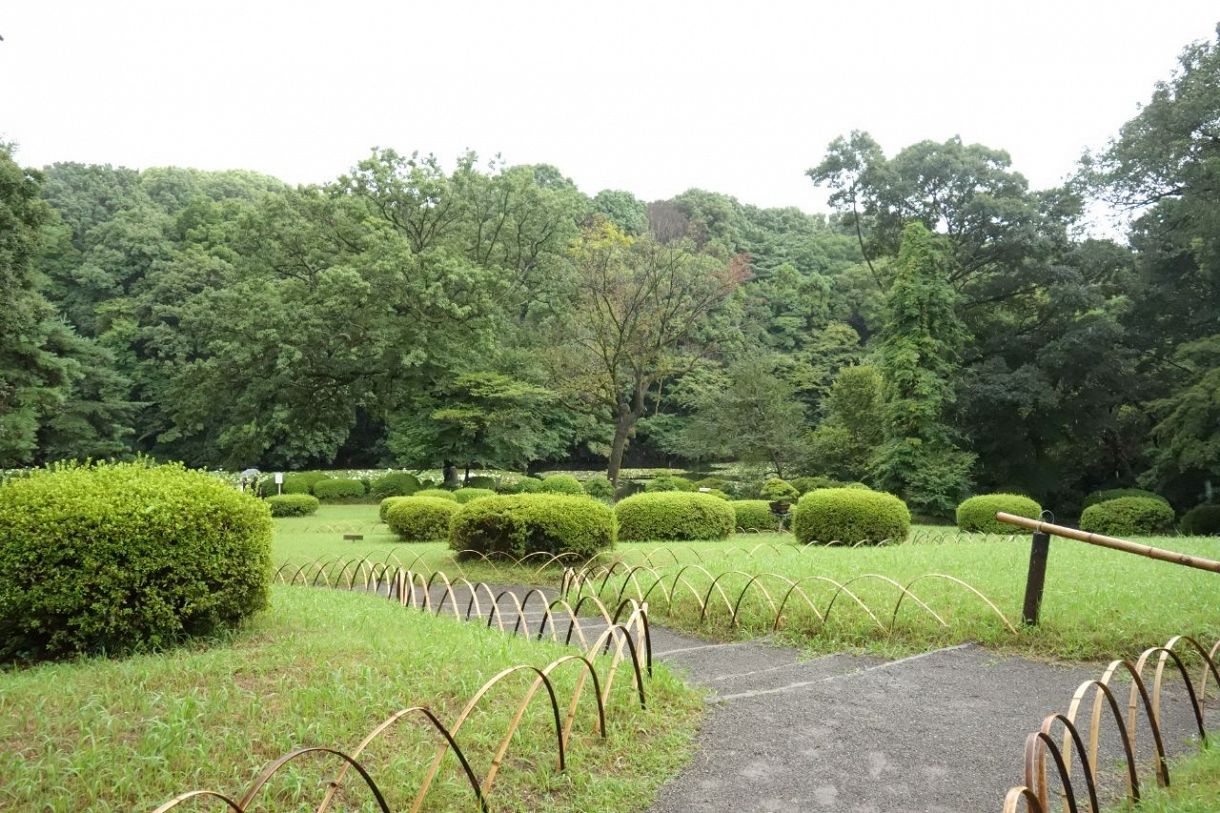 明治神宮御苑だけでも東京ドーム2個分ほどの広さがあります。