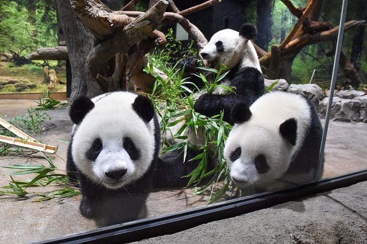 シャオシャオ（左）、シンシン、レイレイ（右）＝8月22日撮影、（公財）東京動物園協会提供