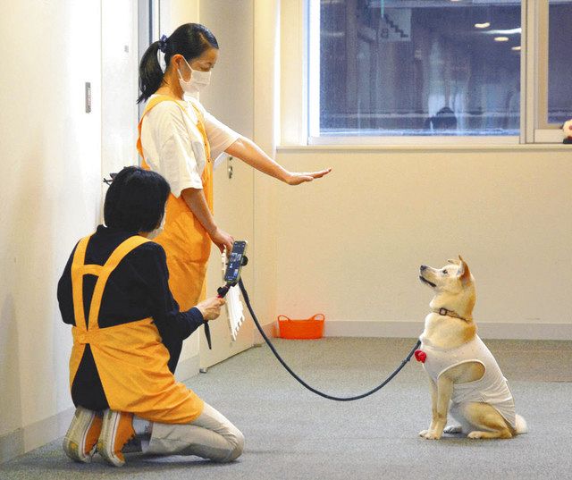リモートセラピーは犬を撮影し、送信する＝らんぷの会提供