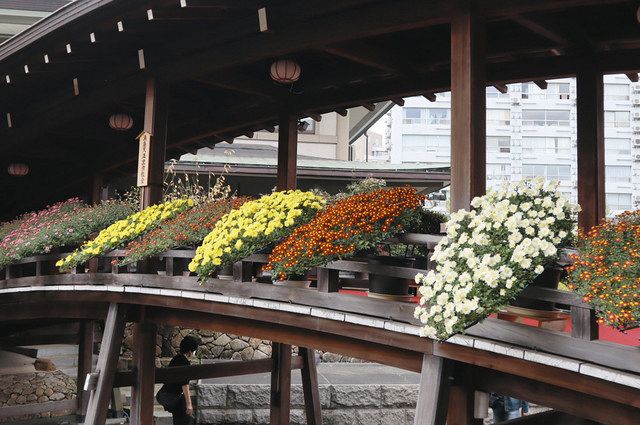 境内に色とりどりの菊が並ぶ文京菊まつり＝文京区湯島の湯島天満宮で