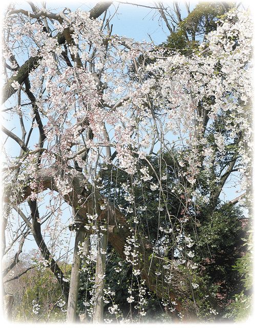 上野公園で見つかった新種のしだれ桜。