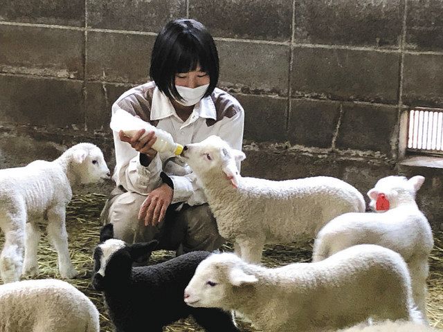 ミルクを飲むヒツジの赤ちゃんたち＝富士宮市のまかいの牧場で（同牧場提供）

