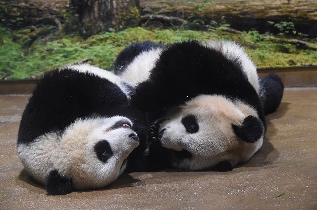 左：シャオシャオ、右：レイレイ＝（公財）東京動物園協会提供