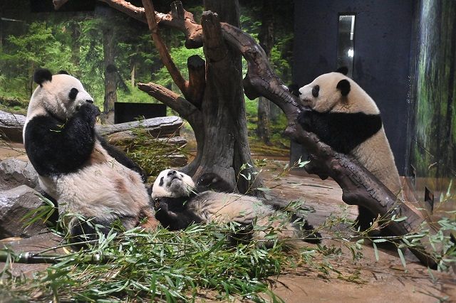 左：シンシン、中央：シャオシャオ 、右：レイレイ＝（公財）東京動物園協会提供