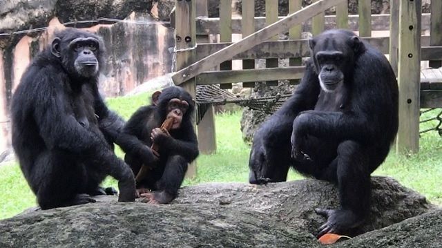 豊橋総合動植物公園のチンパンジー（2021年撮影）＝愛知県豊橋市で