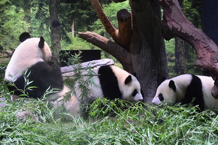 親子（左：シンシン、中央：シャオシャオ、右：レイレイ）＝8月8日撮影、（公財）東京動物園協会提供