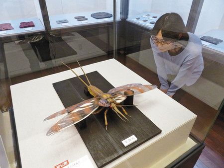 初公開されている６枚の翅を持つムカシアミバネムシ＝那須塩原市で