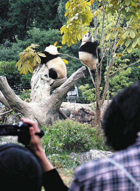 来園者に愛らしい姿を見せる双子のジャイアントパンダ「シャオシャオ」（右）と「レイレイ」＝台東区の上野動物園で