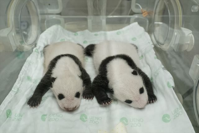 上野動物園のジャイアントパンダの双子の赤ちゃん（左がオス、右がメス）＝２６日撮影、いずれも東京動物園協会提供