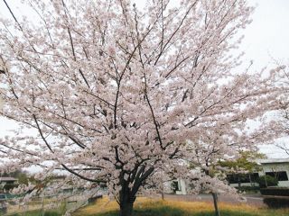水戸で桜満開　昨年より12日遅く