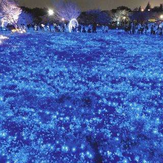 ＜行ってみたら＞colours 街の色 自然の色　幻想の青 ネモフィラ　舎人公園