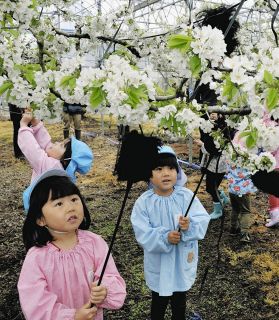 サクランボおいしくな～れ　沼田市の地元園児が授粉作業を体験