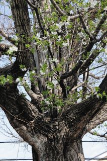 足立の御嶽神社境内 「縁起のいい桜」2年ぶり開花　樹齢200年イチョウの古木から