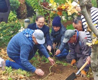 シリアの戦火を生き延びた日本の桜　「奇跡の1本」が市民の植樹交流をつないだ