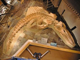 群馬県立自然史博物館のクジラ化石、やっぱり新種だった　28年前から展示…3Dスキャン活用し正式に確認