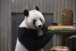 中国に帰っちゃう前に一目…シャンシャン大人気、観覧に3時間半待ち　上野動物園
