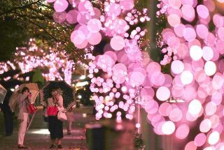 目黒川「冬の夜桜」満開