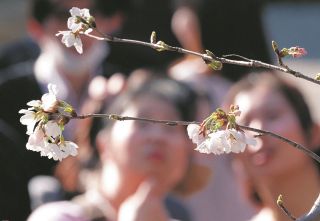 東京の桜、やっと開花　2023年より半月遅れ、寒の戻りが長引き12年ぶりの遅咲き