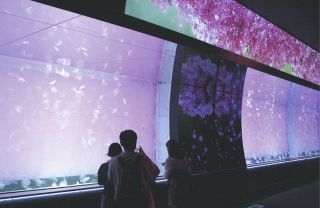 クラゲ大水槽、より幻想的に　四季映像や香り演出加わる　茨城県大洗水族館