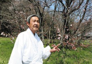 国天然記念物の山桜、続々枯死でピンチ　今年で指定50年も…茨城・桜川、20年で200本以上