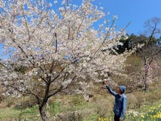 岩手・山田の“復興の桜”見頃　大震災犠牲者数に合わせ８２４本