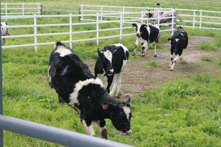 乳牛のびのび 放牧始まる　大田原市の大野放牧場　16頭が牧場駆け回る