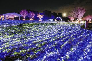 淡いブルーのネモフィラ咲き誇る　舎人公園でライトアップ