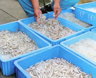 冬の霞ケ浦からワカサギが消えた　漁獲量が激減　全国有数の産地で何が起きた？＜ニュースあなた発＞