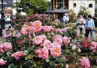 横須賀のヴェルニー公園のバラ　色鮮やか　咲き競う