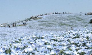 青空に映える青の丘　ひたち海浜公園でネモフィラ見ごろ