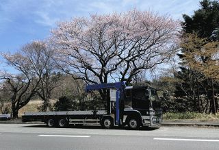 ＜ふくしま作業員日誌・56歳男性＞イチエフの桜も満開に　福島第1原発