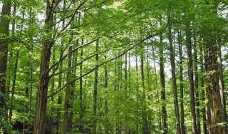 これから1人1000円取られる「森林環境税」、使い道ある？　木のない東京の3区は整備資金を全額使い残し