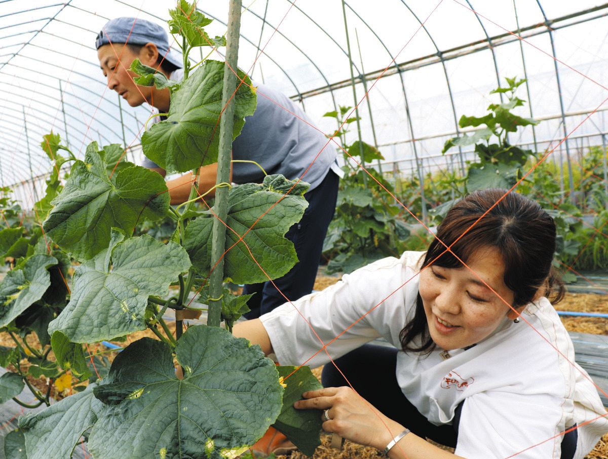 きゅうりの手入れをする佐藤紫苑さん（右）と巴胤さん。「もしまた原発事故が起きれば農家はすぐに影響を受ける」と話す＝福島県伊達市で
