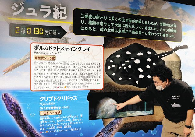 古代生物７種を図鑑風に展示 「カワスイ 川崎水族館」：東京新聞 TOKYO Web