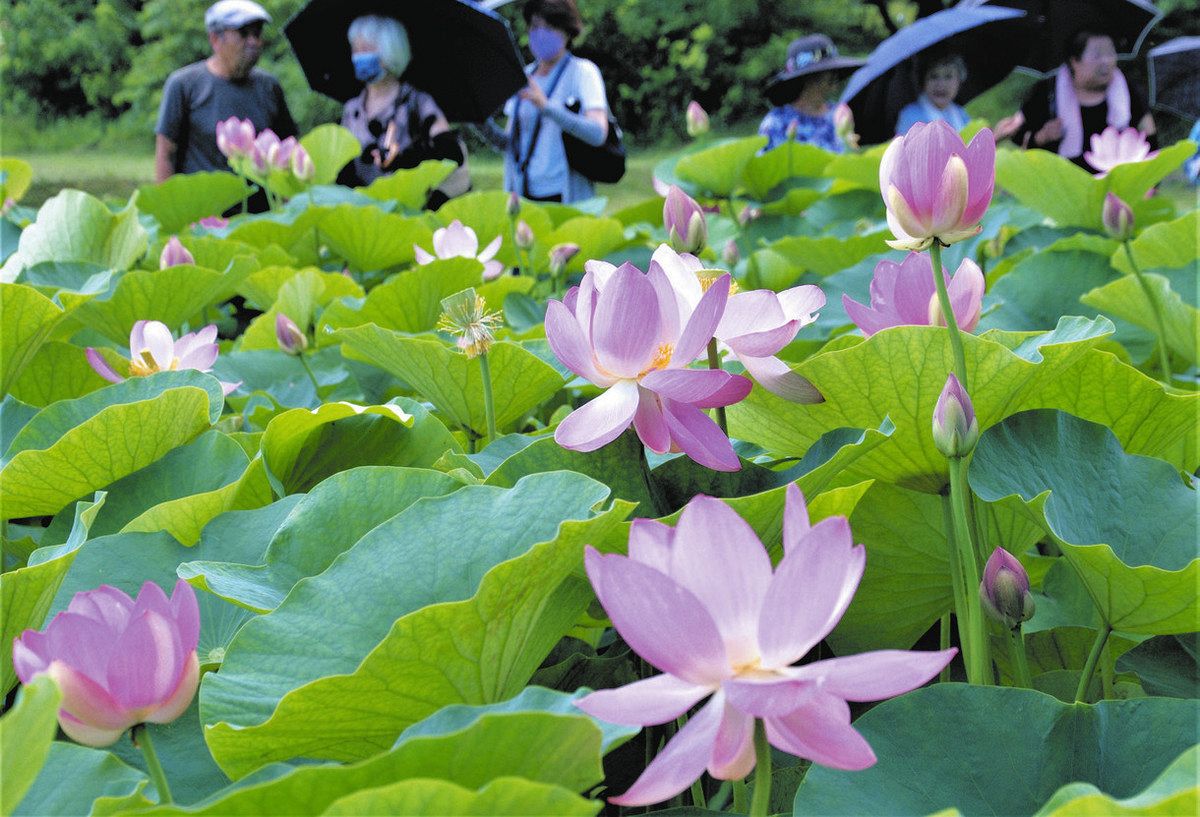 涼しさ誘うハスの花 富岡・古代蓮の里で中旬まで見頃 午前の早い時間が