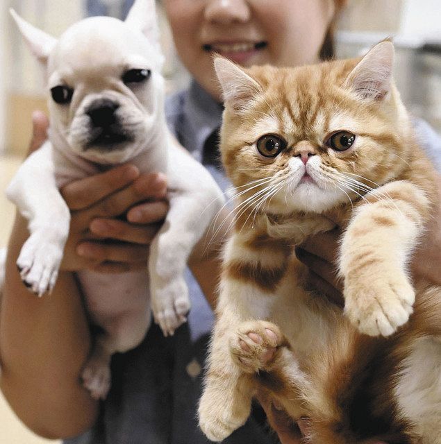 社説 動物虐待で逮捕 生けるものへの慈愛を 東京新聞 Tokyo Web