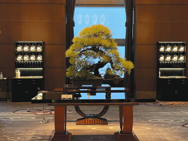 ホテルのロビーラウンジに飾られた樹齢４５０年のクロマツ＝ザ・リッツ・カールトン東京で（さいたま市提供）