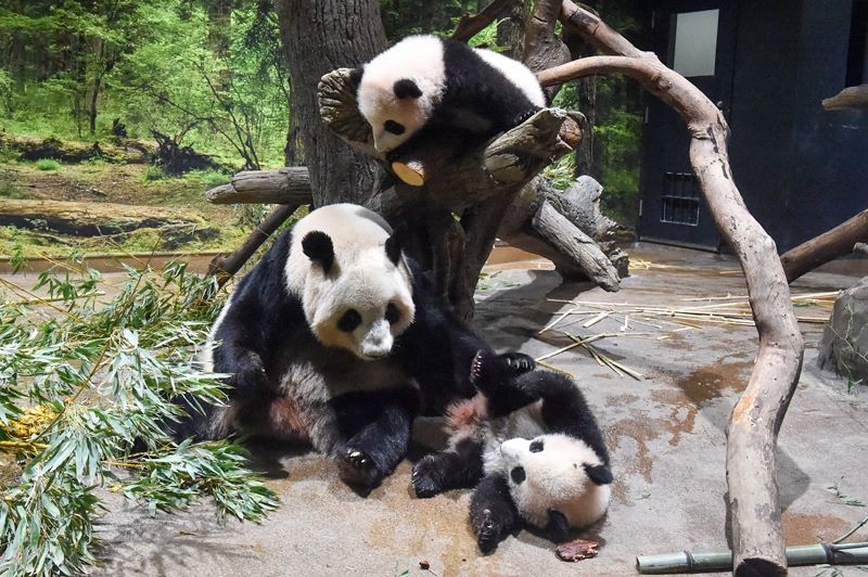 １月公開に向けてすくすく 上野動物園の双子パンダのシャオシャオとレイレイ：東京新聞 TOKYO Web