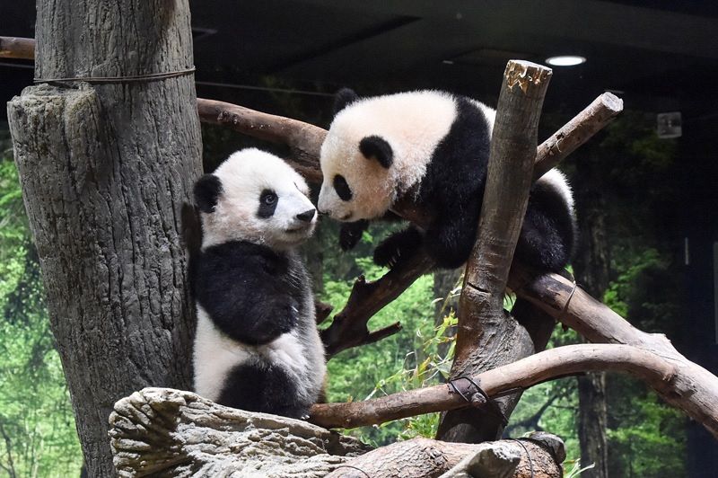 １月公開に向けてすくすく 上野動物園の双子パンダのシャオシャオと