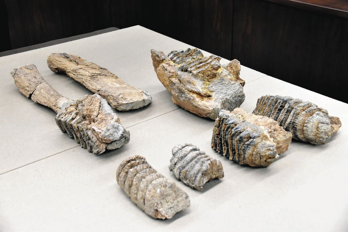 ハチオウジゾウの化石 帰ってきたぞう 発見者の相場さん 八王子市に