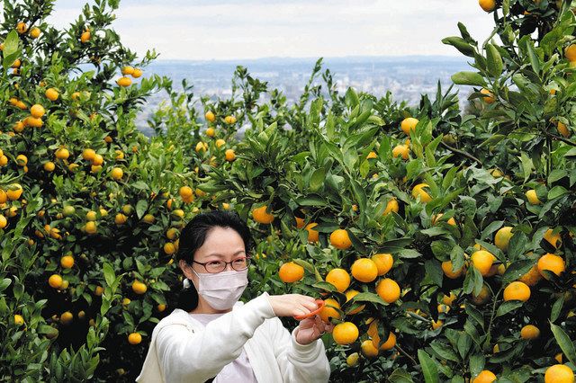 伊勢原などでミカン狩り 黄色い果実 チョッキン 東京新聞 Tokyo Web