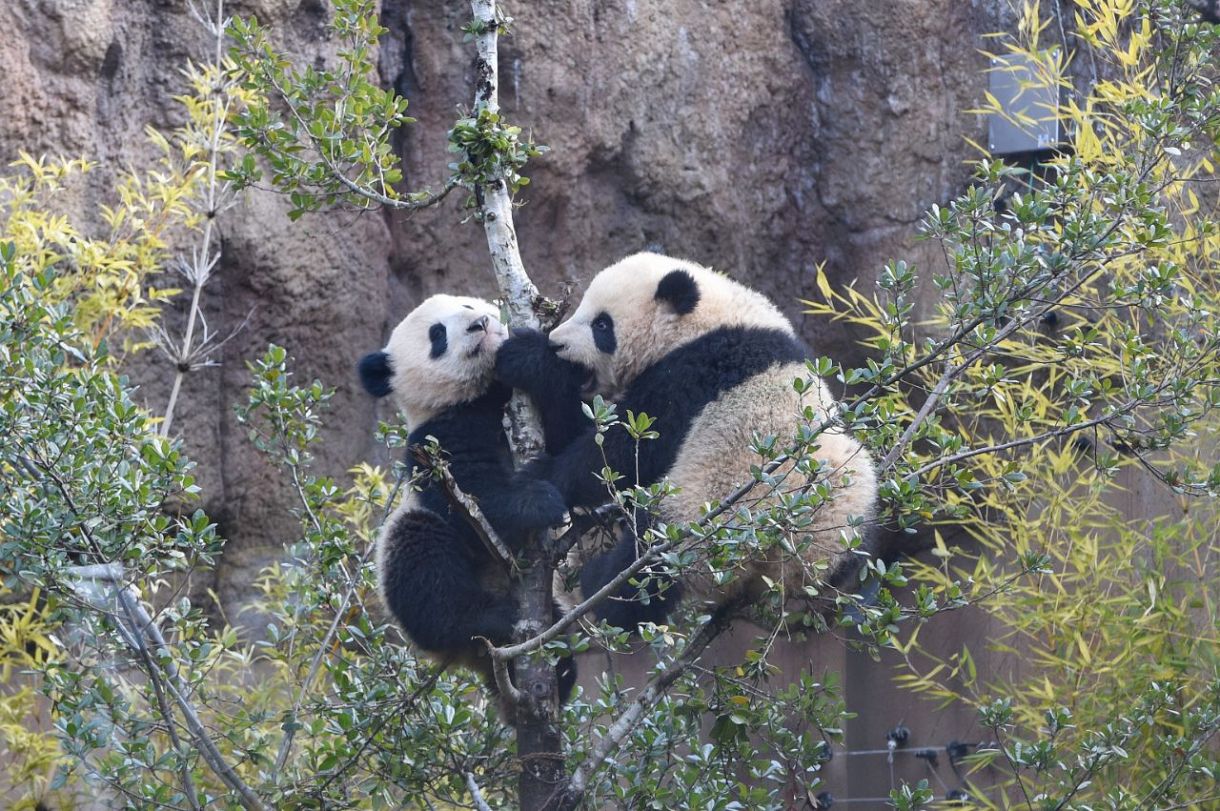 動画】木の上でじゃれあっているよ！上野動物園の双子パンダ、シャオシャオとレイレイ：東京新聞デジタル