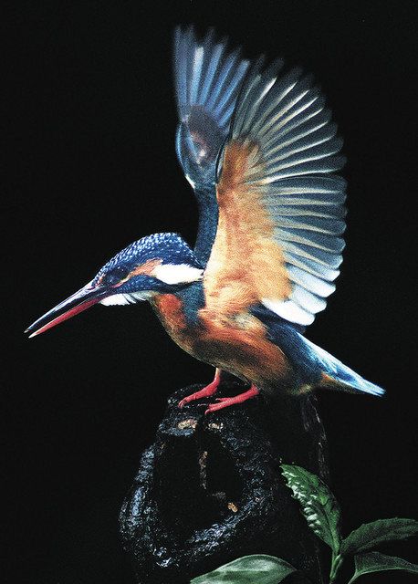 野鳥に魅せられ17年 井上光興さん写真集出版 11日まで調布市文化会館で