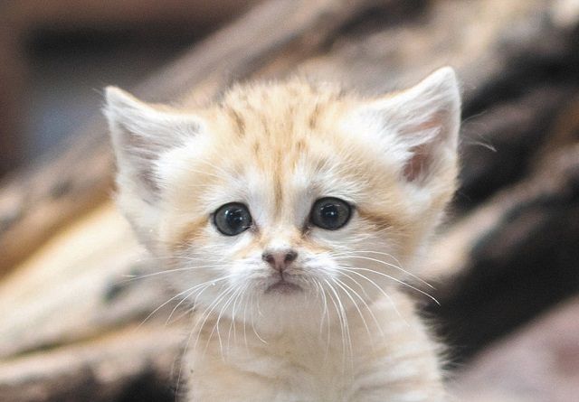 スナネコの赤ちゃん「あしたから会えるよ」那須どうぶつ王国：東京新聞