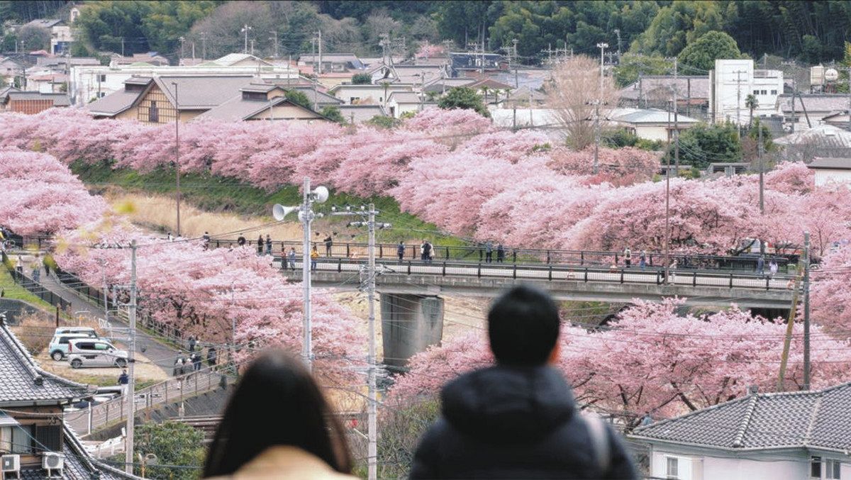 行ってみたら 花前線＞早咲きの桜：東京新聞デジタル