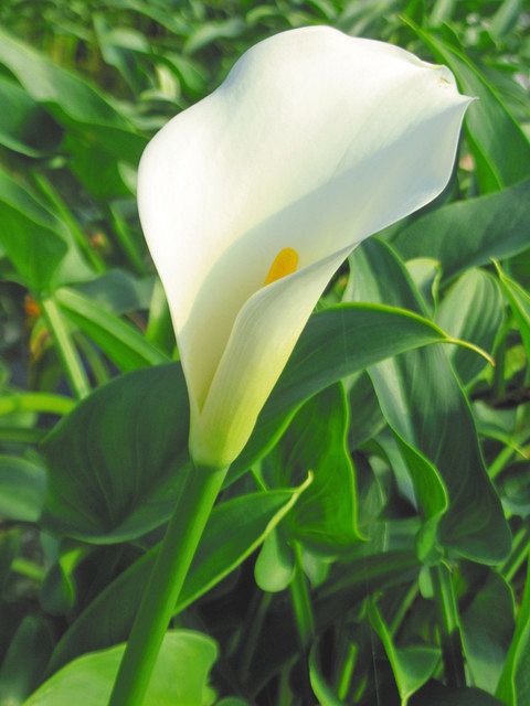 【新品種・ブリリアント・ベル】乳白色の花びら、小ぶりに　茎は細く、短く