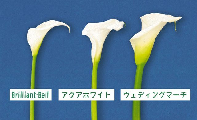 カラーの新品種ブリリアント・ベル（左）は、従来種より茎が細く、花も小ぶり＝千葉県提供 