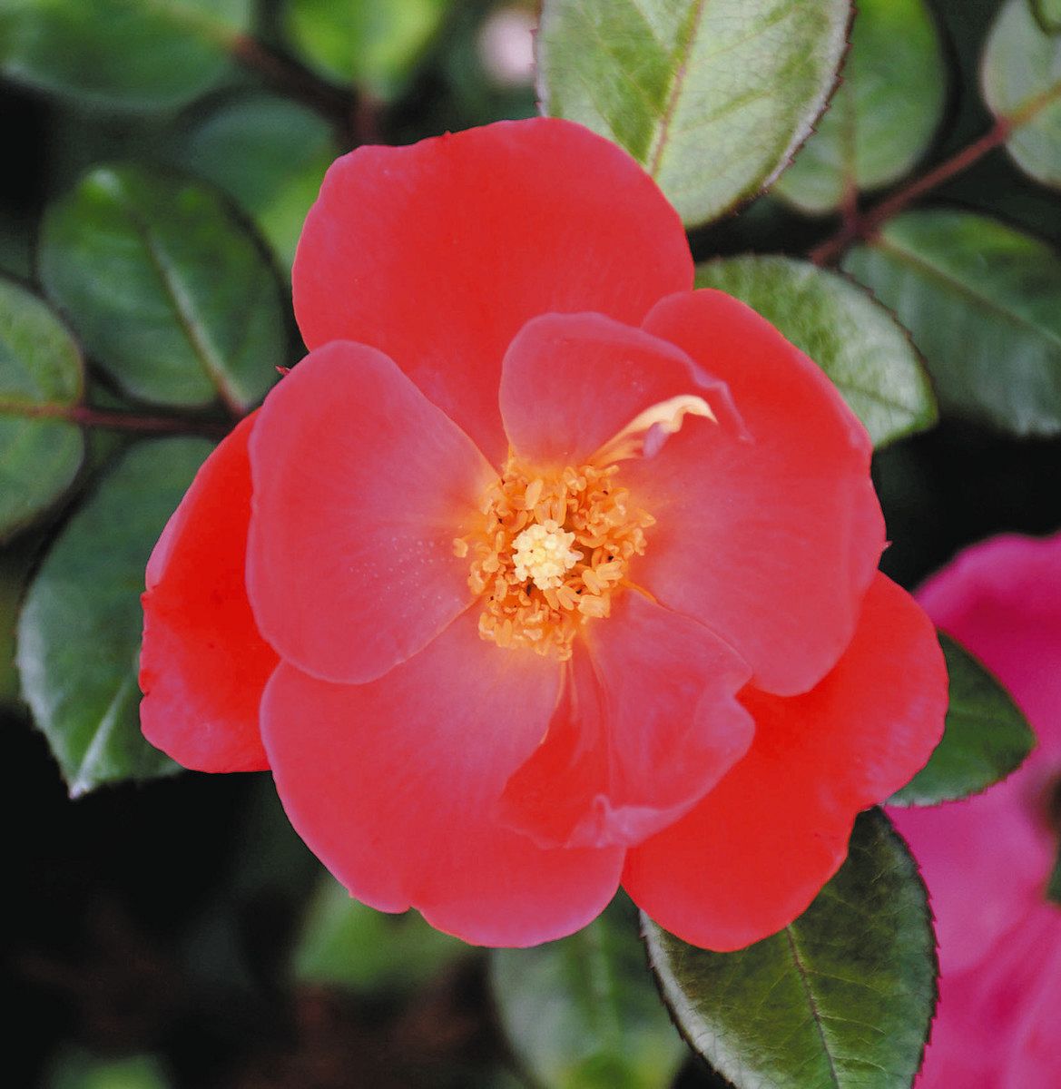 クラシック薔薇の花柄チェア 1脚（小キズあり） きょう京成バラ園 秋イベント開幕 「無重力チェア」からバラ満喫：東京